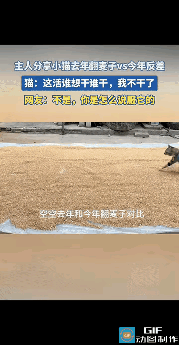 同样是翻麦子，小猫两年状态反差拉满！第一年活力拉满，跑得起劲却难免有疏漏；第二年