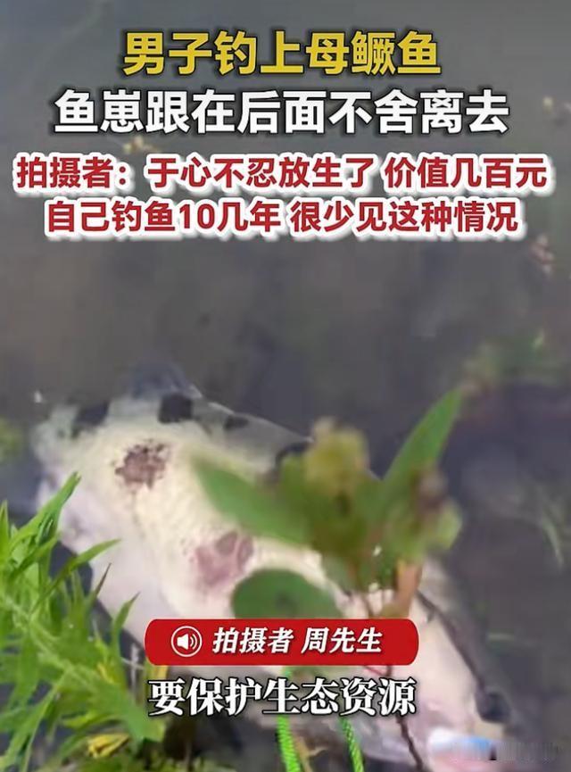 河南信阳一男子钓上母鳜鱼，鱼崽跟在后面不舍离去，于心不忍放生了，男子：钓鱼不是为