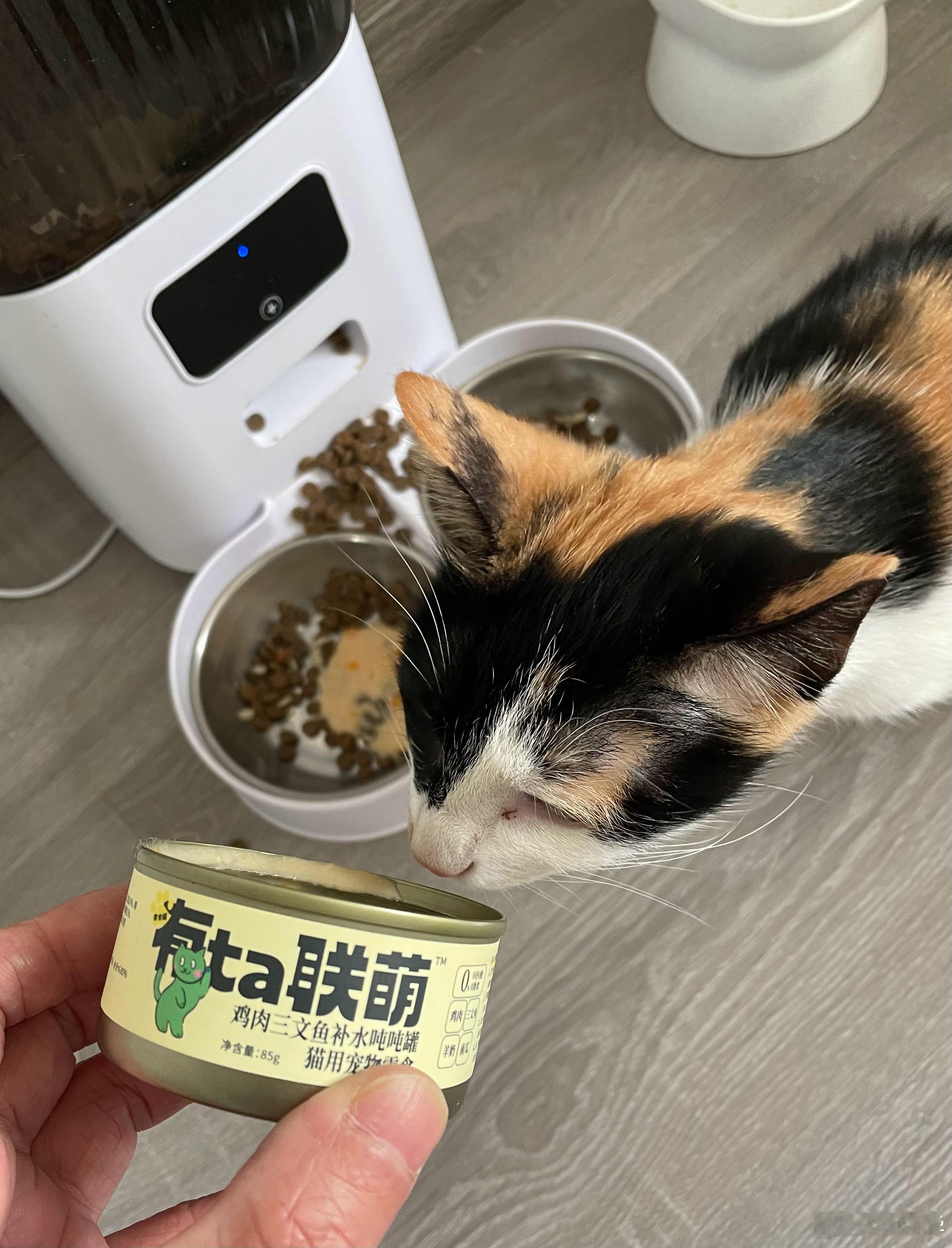 圣诞节，给小猫咪加餐。 