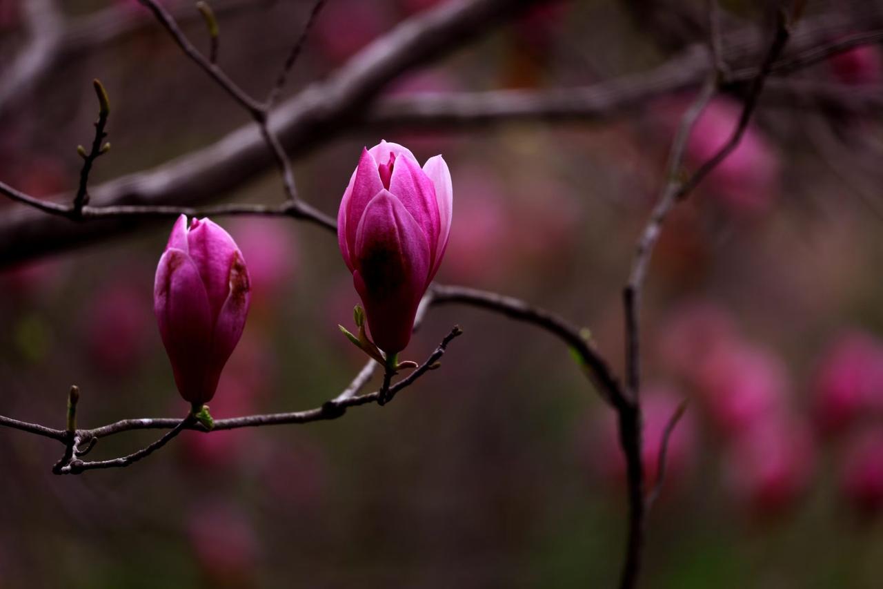 绝美花朵随手拍枝头的玉兰含苞待放，玫红的花瓣饱满莹润，像极了藏了一冬的温柔，正等