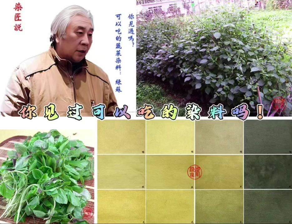 🥬北方人称为“苏子叶”，作为蔬菜可以凉拌吃，更多的是做咸菜。

🎨在染料手里