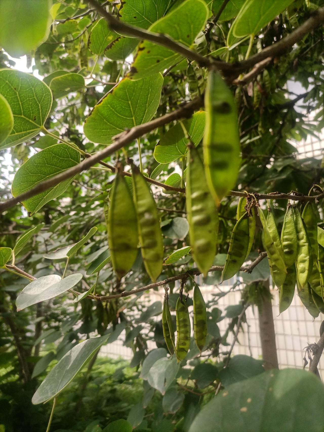 【夏之韵·末伏暑尚在，雨点落未落——赏读古诗词】夏日生活打卡季
《仿圣俞月出断岸