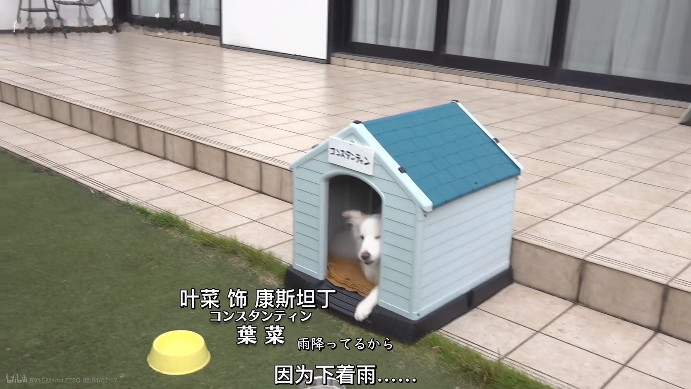 哎呀这个kon酱的狗演员（？），在片场知道回小房子里避雨，但开拍就能躺雨里装死，