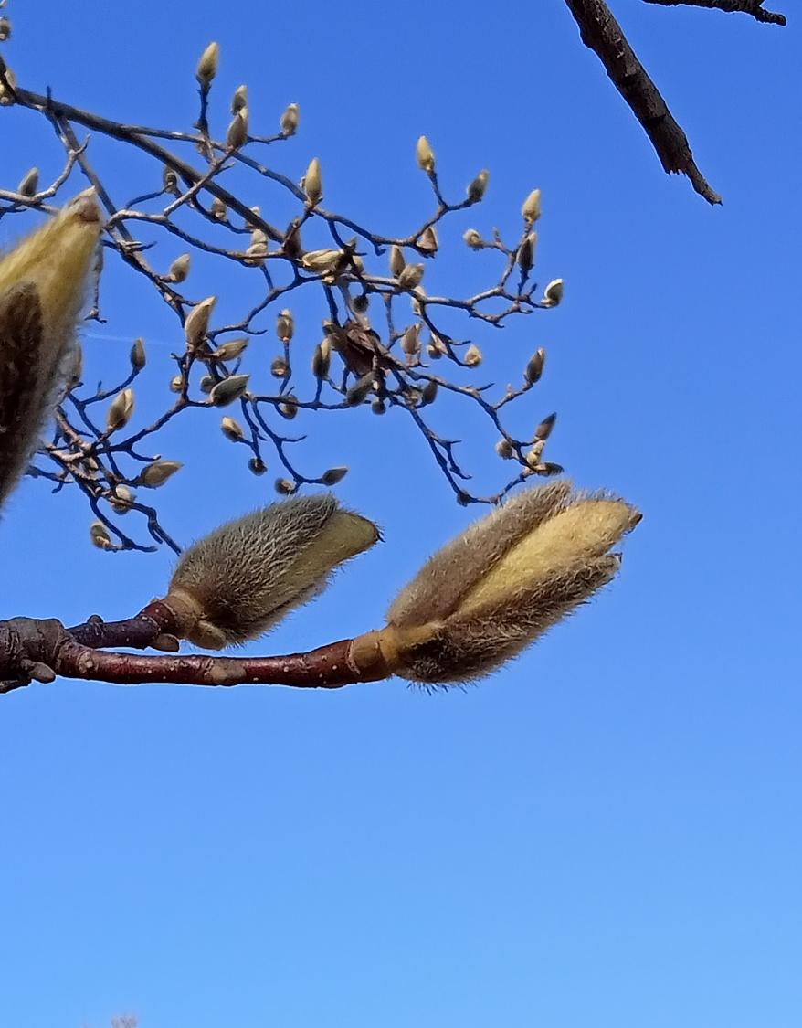玉兰花的品种不同开花的时间也不同，这是三月五日在济南周边一公园内拍的玉兰花。