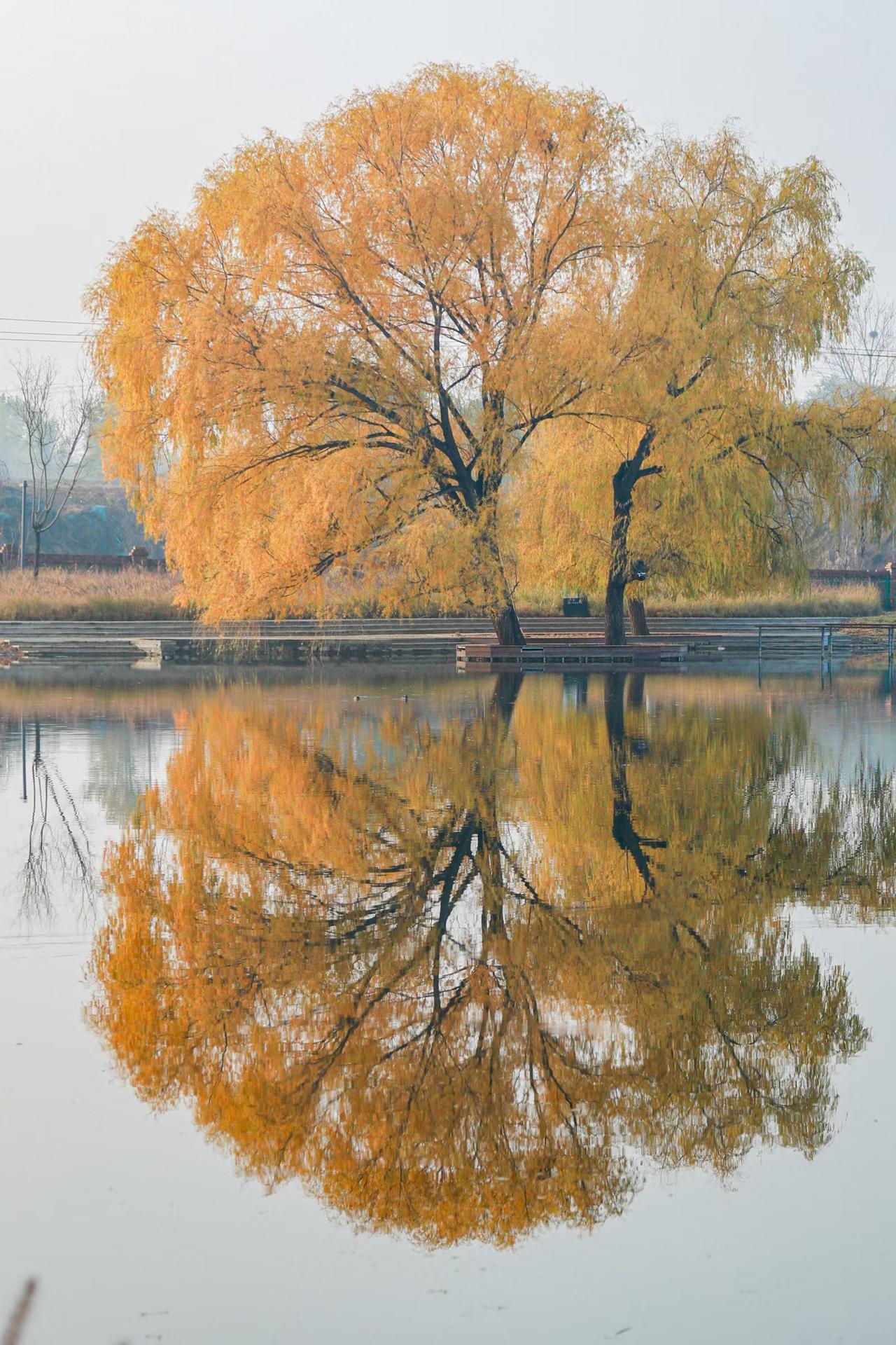 可以分享一张秋景树叶的的照片吗
