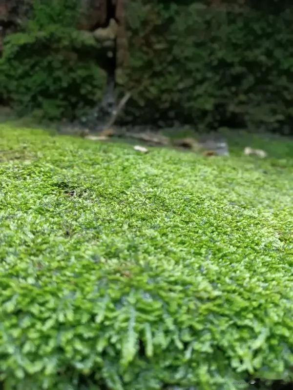 我超爱林间静坐！想象一下，晨雾像薄纱笼着幽深的林间，远山朦胧，近树带着湿润清气，