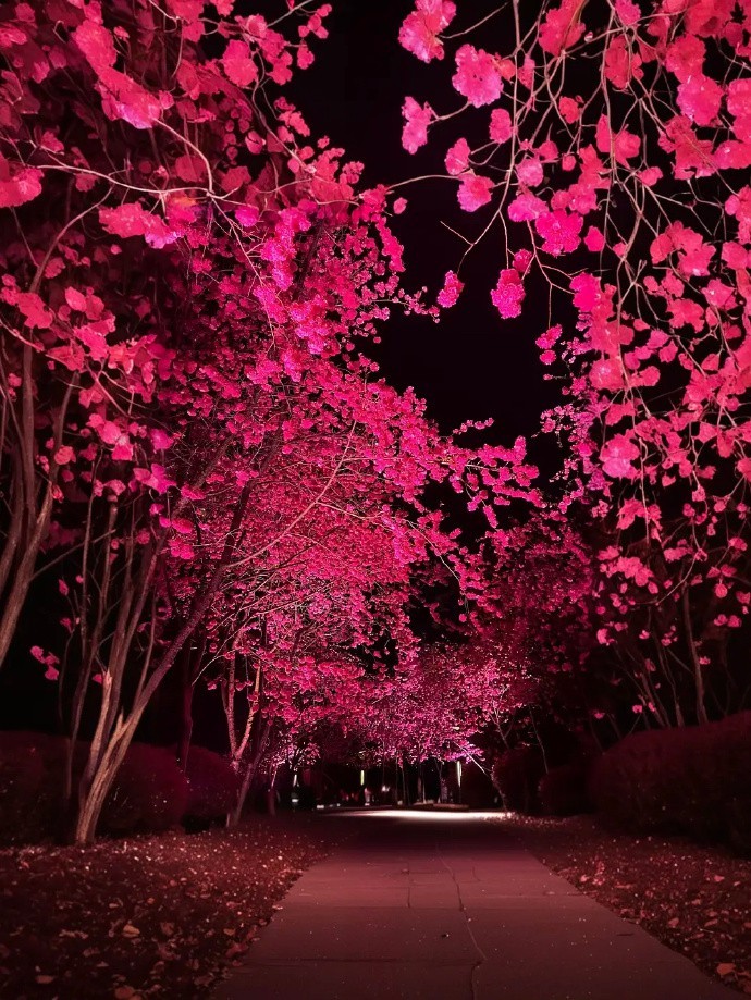 夜幕下，死亡芭比粉的樱花静静绽放，仿佛被小日子精心呵护后，散发出一种难以言喻的鬼