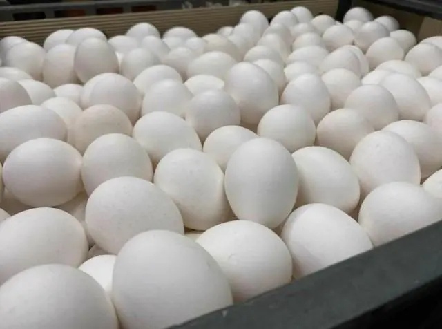 说到台湾，台湾的“作”是令人震惊的，这么小岛，没有足够的资源，没有文化传承，既是