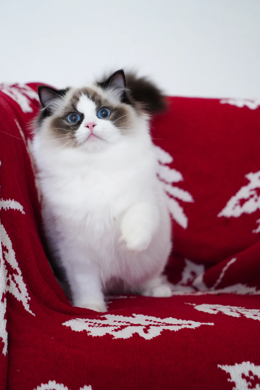 一定要正开脸才可爱么？