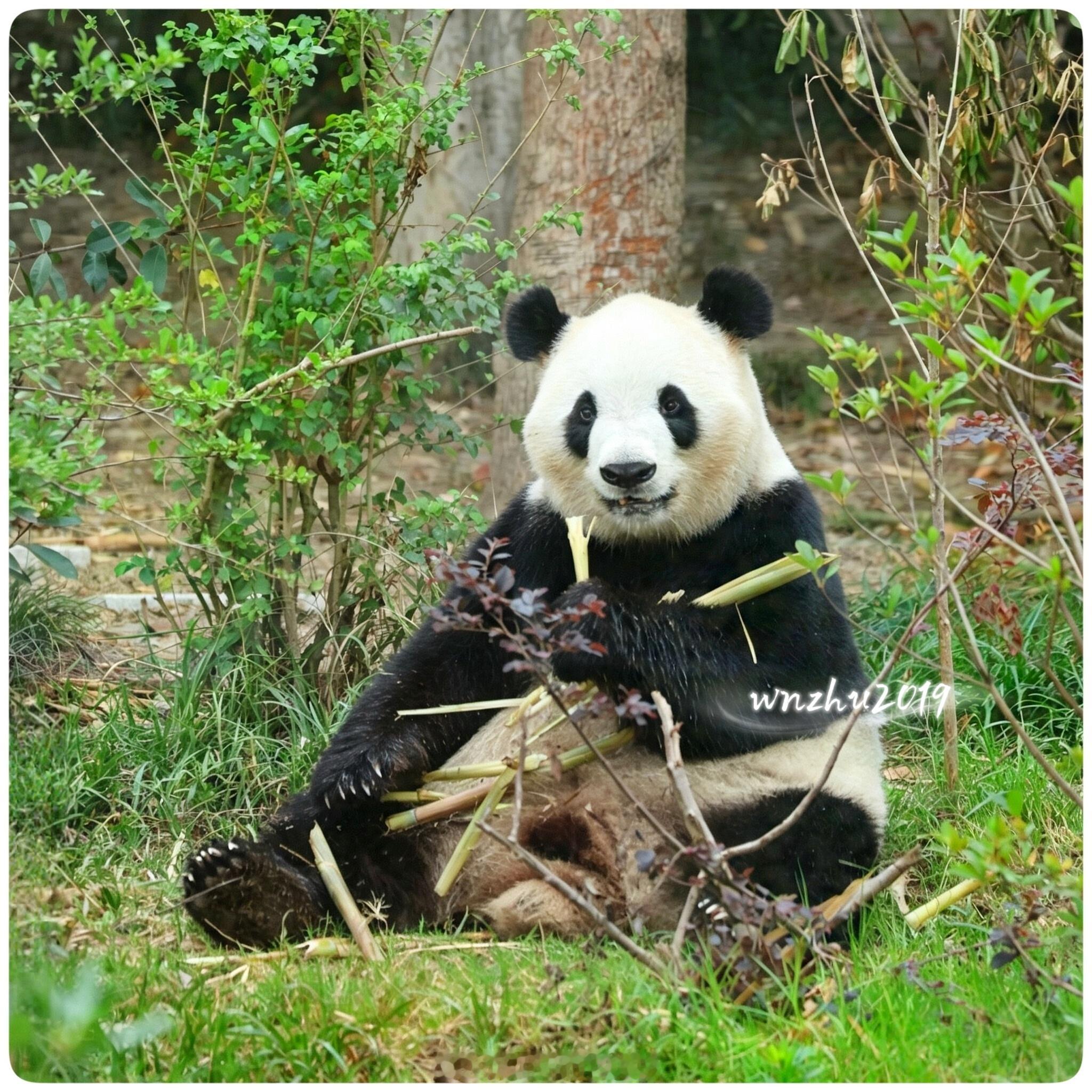 大熊猫福双 可爱的小姑娘 