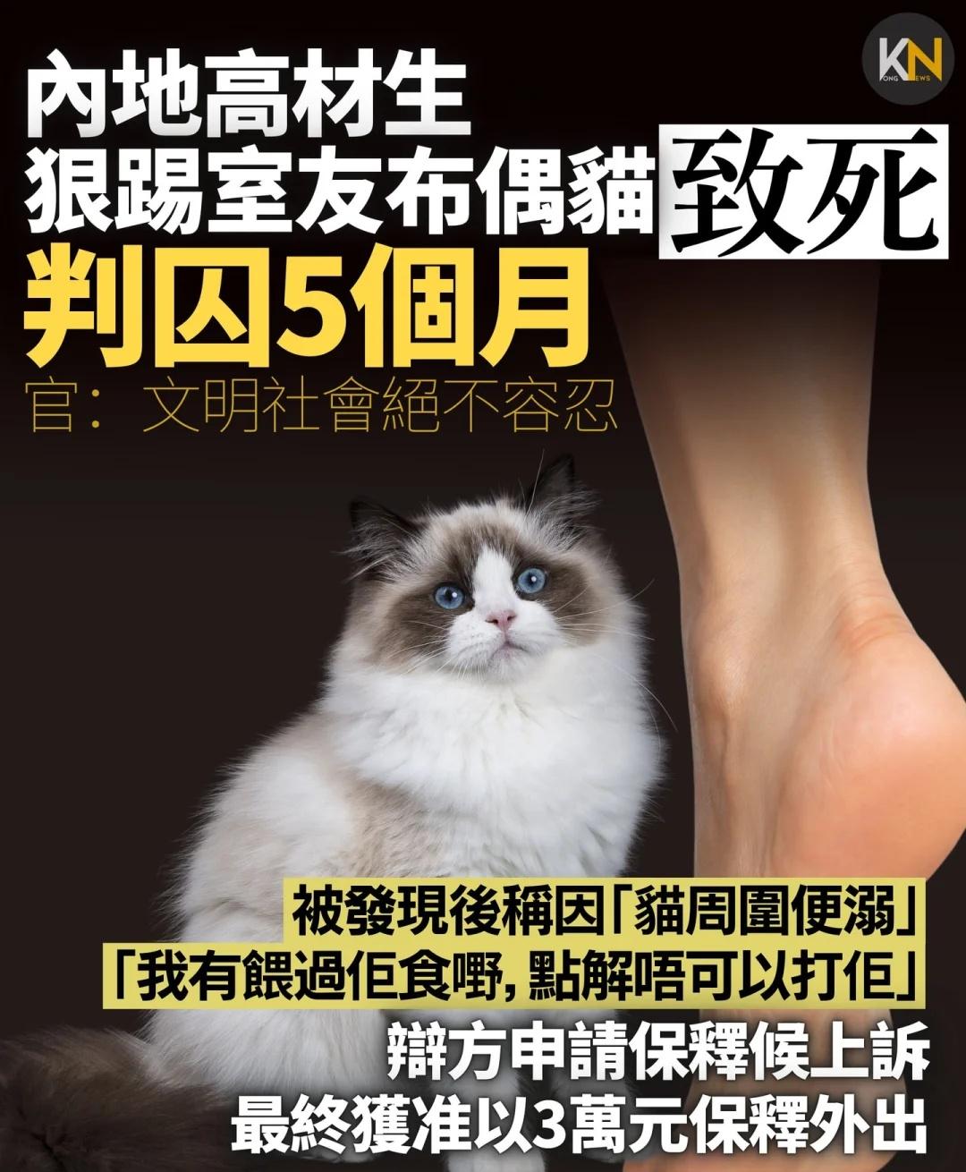 判囚5个月～
22歲內地留港男生余令科，去年因不滿室友飼養的布偶貓隨處便溺，用腳