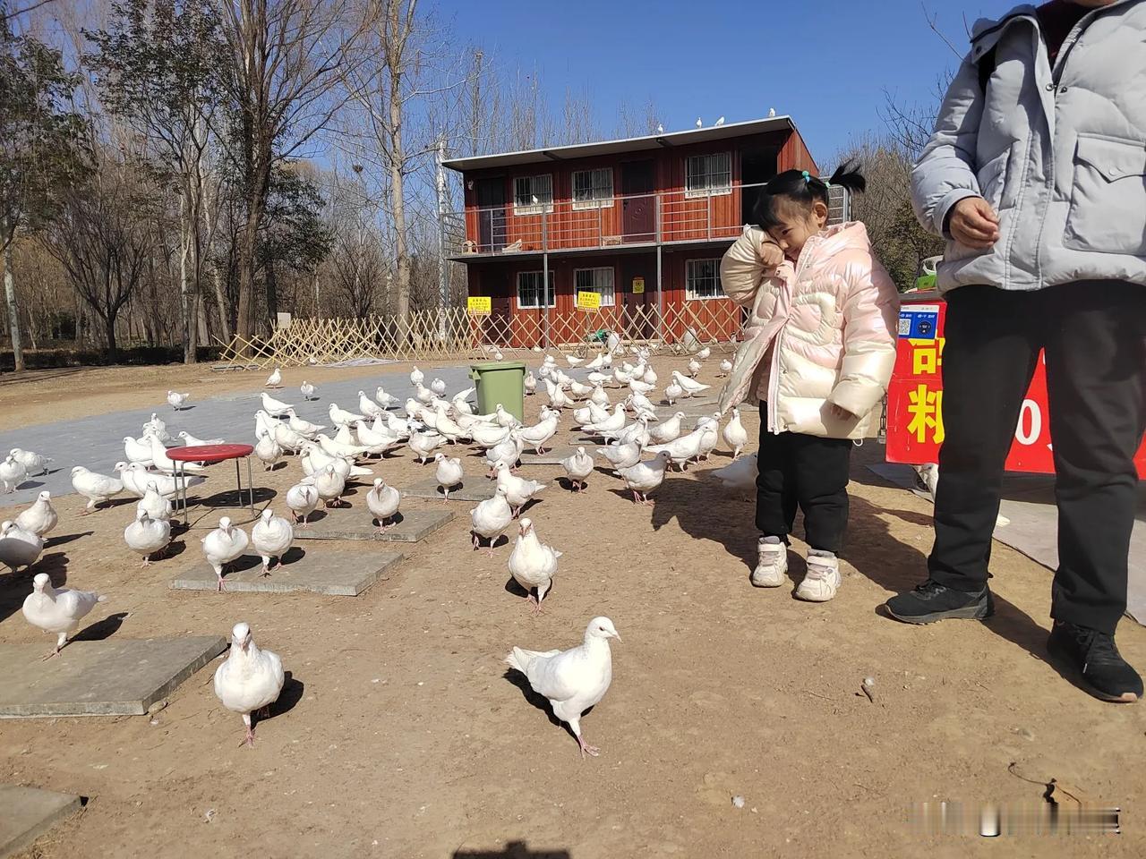 天南地北大拜年戳这里，一起放烟花>走进大自然，享受春日暖阳，与鸽子互动……多么温