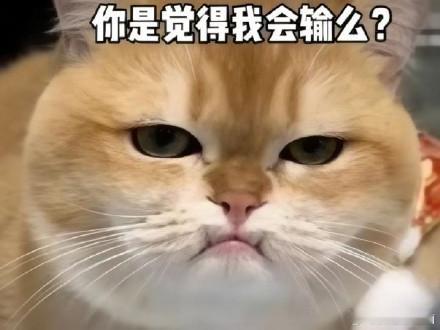 从比赛观感上看，近几年最好的版本是哪一个？23年双射手强对线，24年中单刷子ad