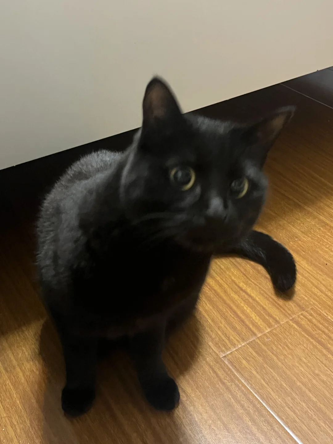 在？看看你的黑猫