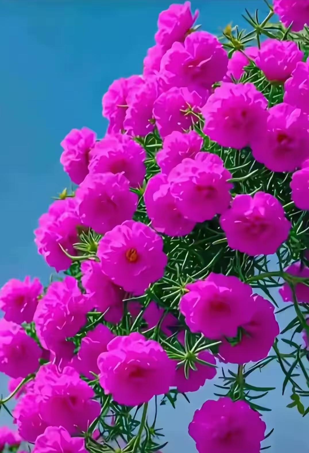 晒图笔记大赛绒花
