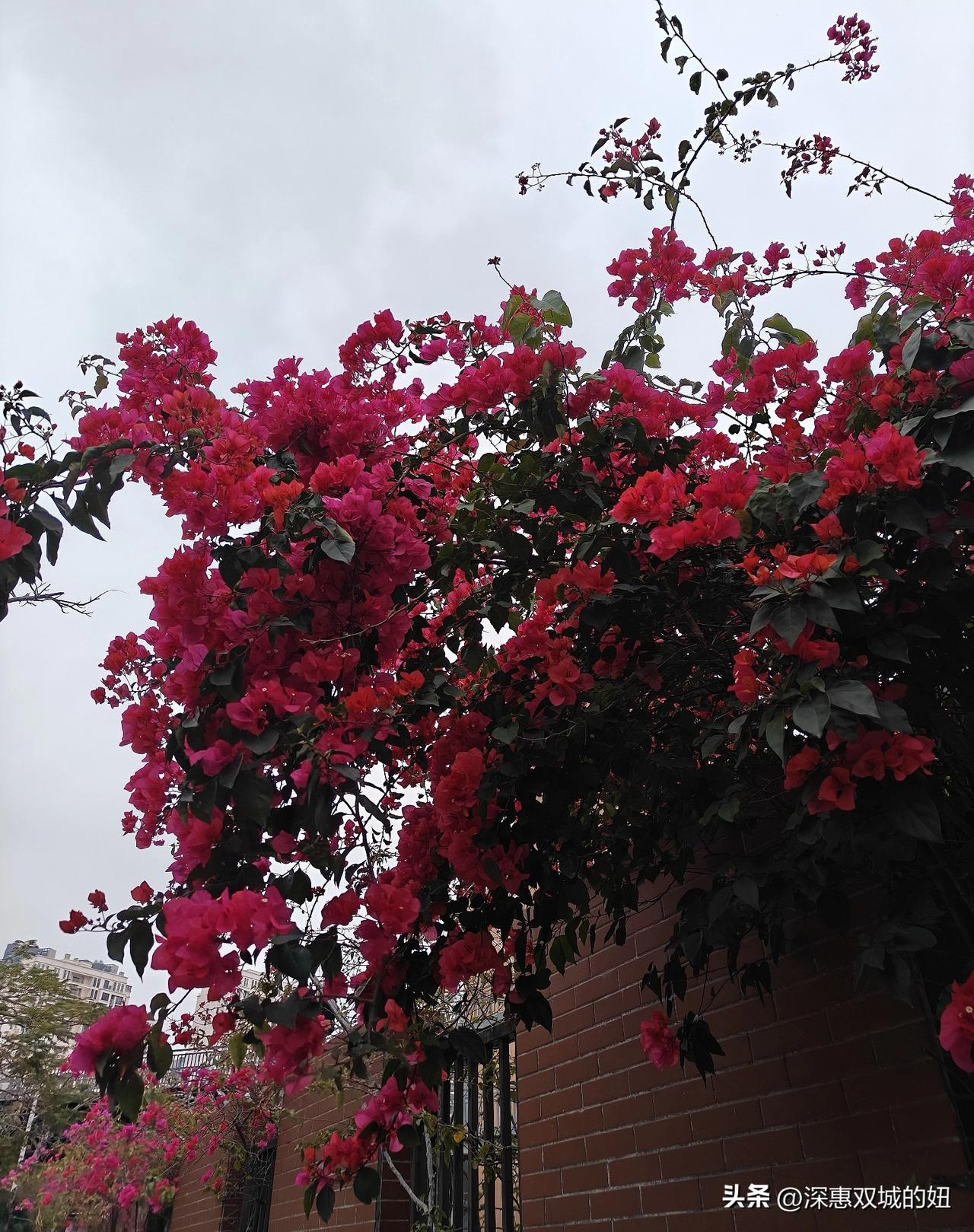 小学之前，就把初中的内容学完？
接娃时路过一个学校，听到了几个也是接孩子的妈妈对