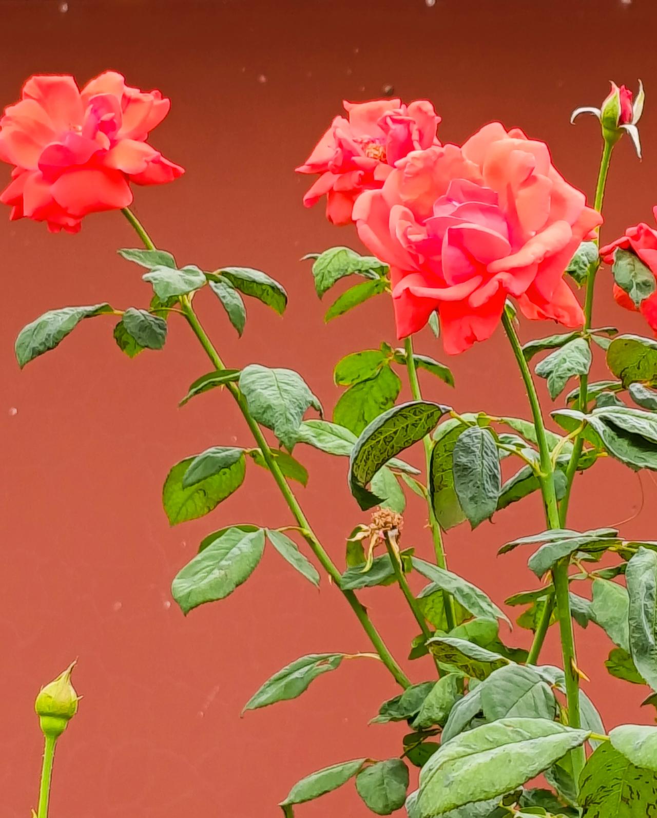 天津市的市花，月季花。
看公园和路边的月季都长的非常茂盛，花开的也很艳丽。
春天