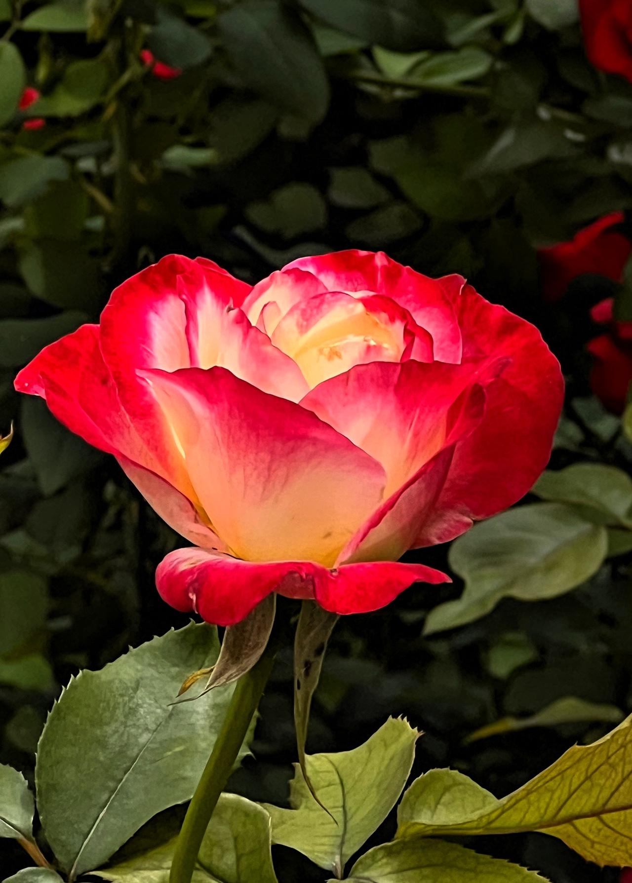 美丽漂亮花朵分享