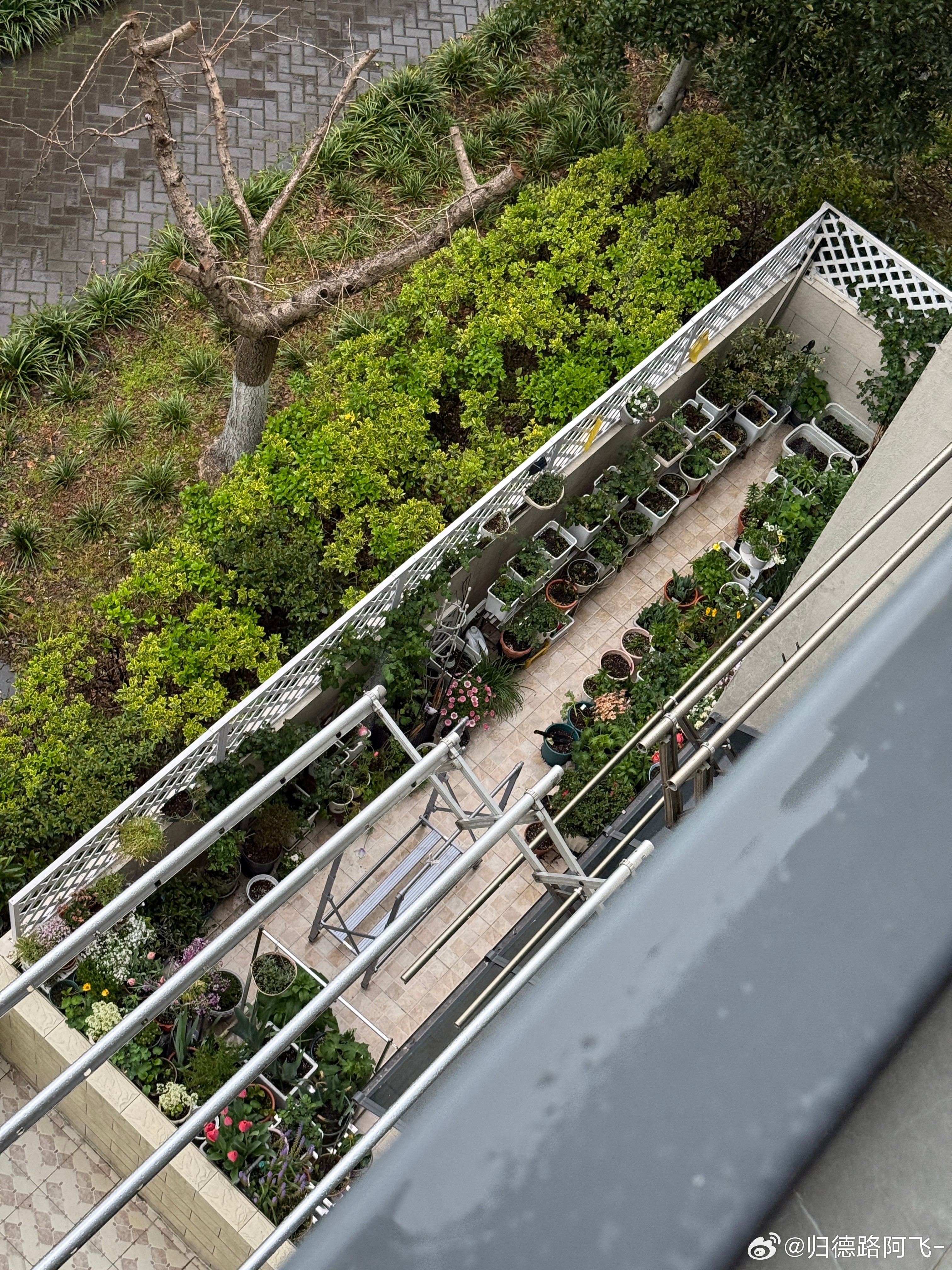 P1：一楼的大姐好有生活啊P2:反观我这一群残枝败柳，都蔫成标本了… 