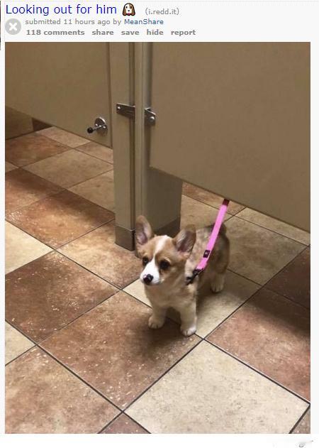 遛狗时急着上厕所的主人们 热点现场 海外新鲜事