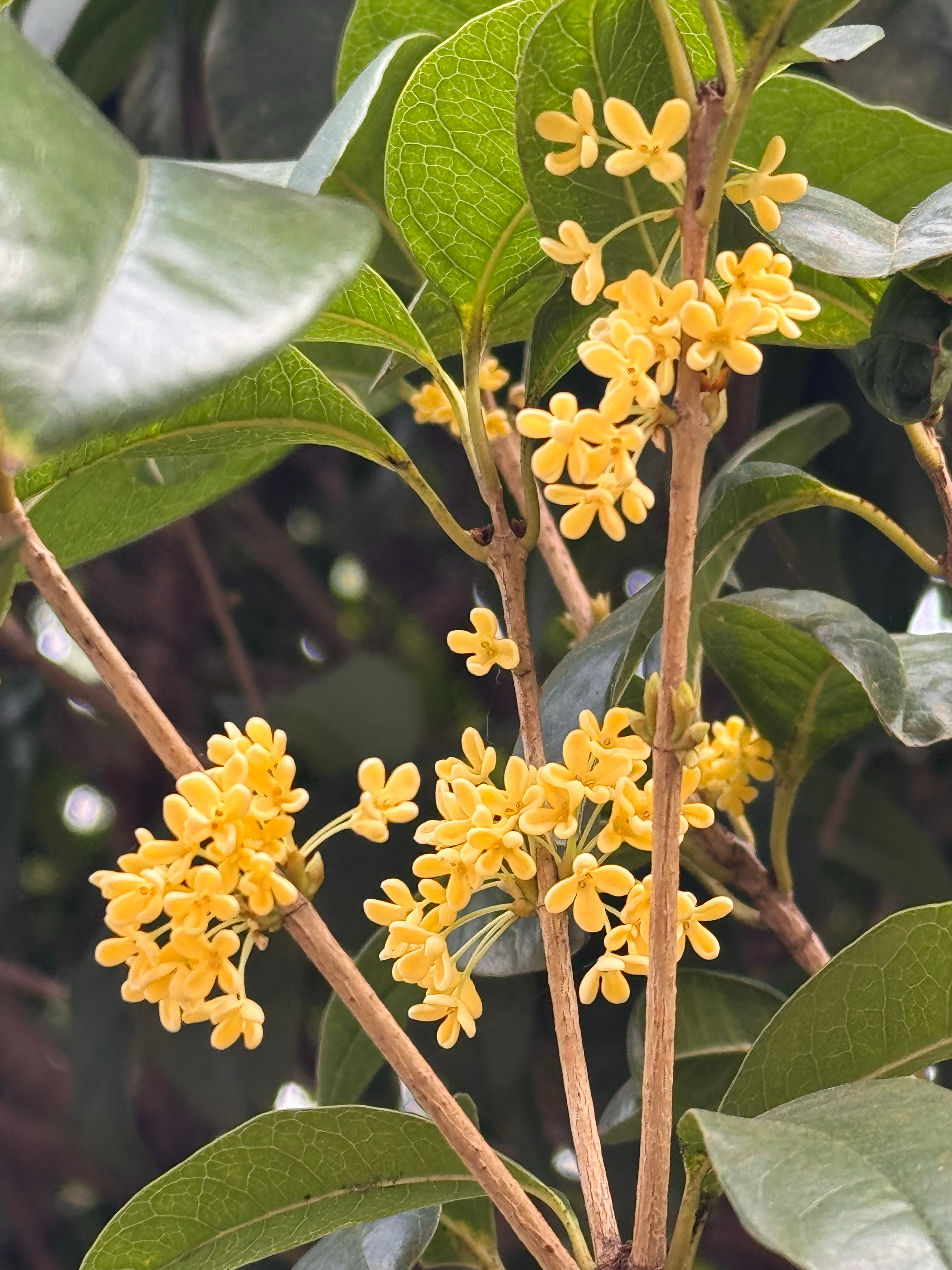 听说一夜之间全湖南的桂花被骗开花了[泪奔]真好闻呀沁人心脾[卡皮巴拉][卡皮巴拉
