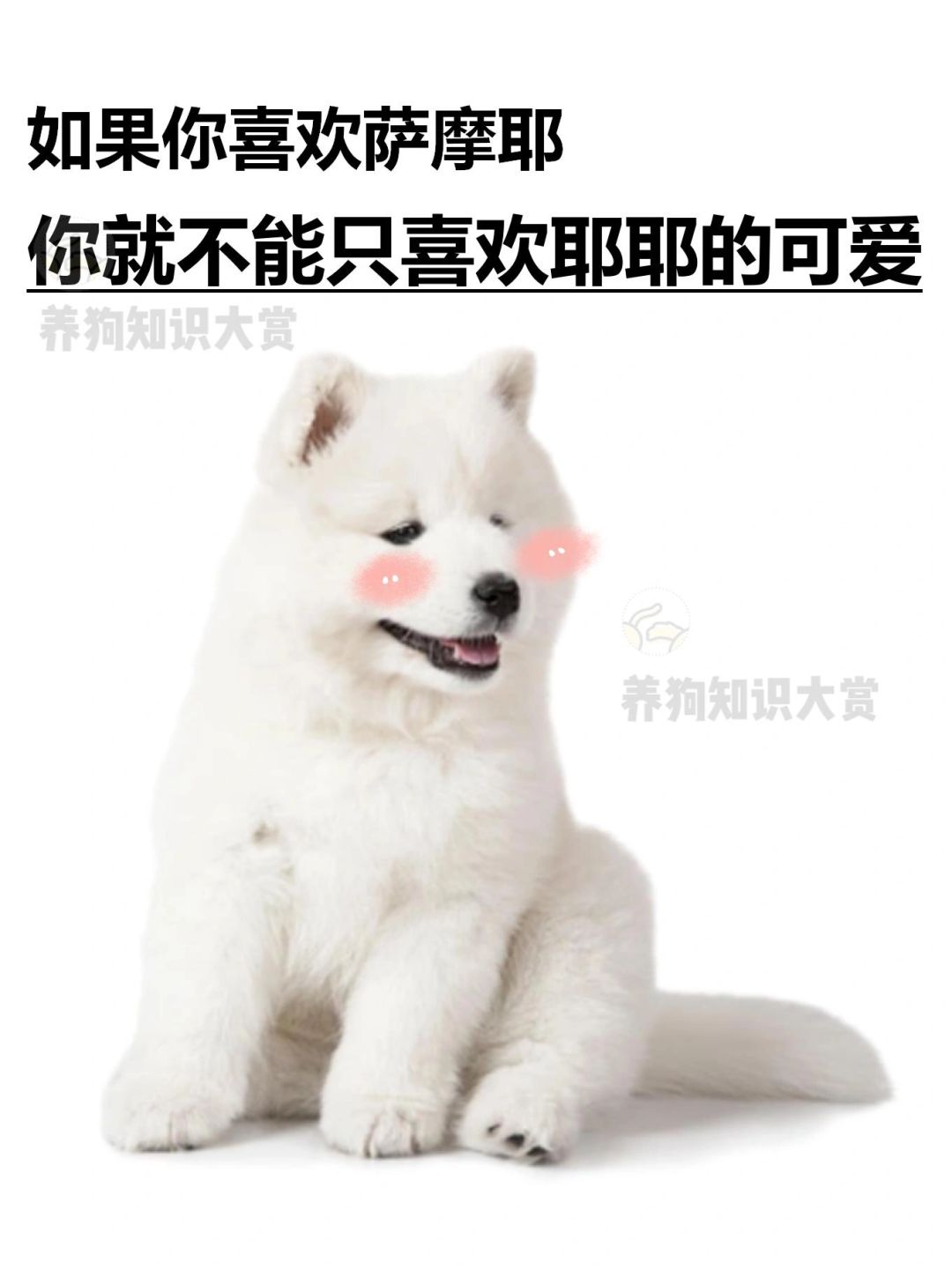 挑战每天认识一种狗｜萨摩耶