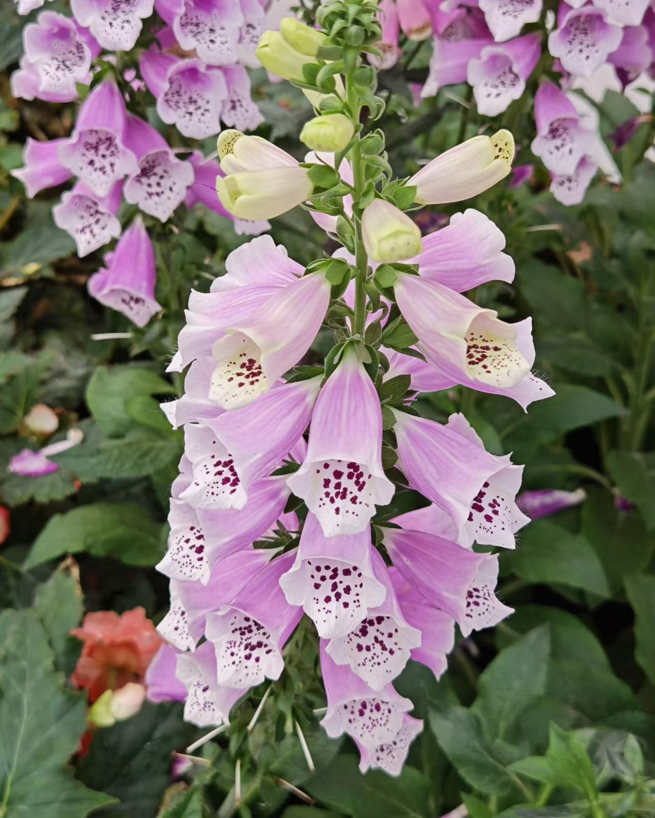 这是啥花？