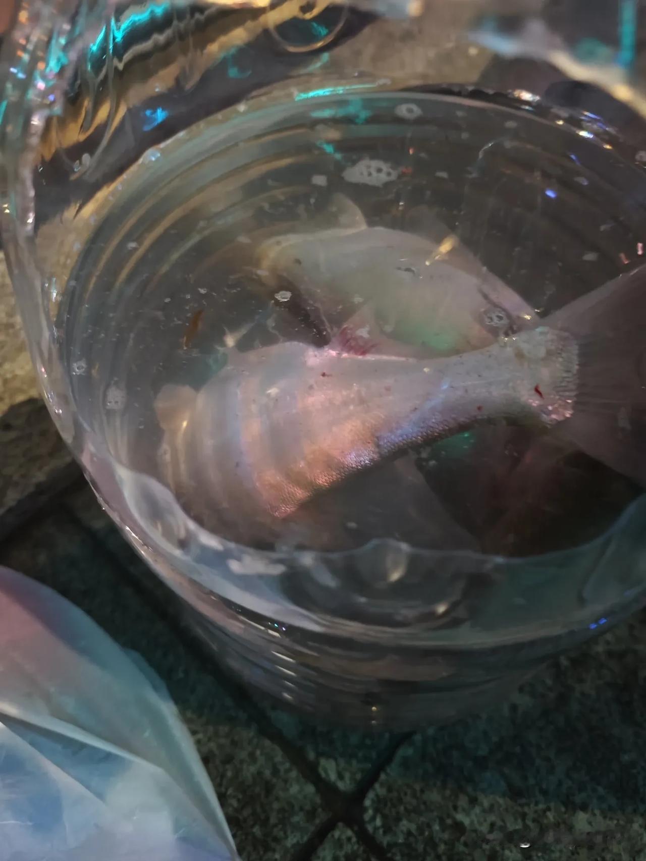 像海钓高手们，他们每年抓住海上黄金季节，专钓高品位经济鱼。春天钓大鲈鱼、大黑头鱼