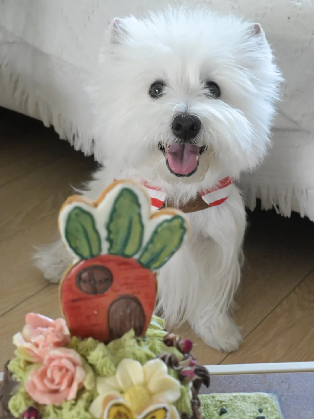 有一位小狗悄悄地4岁啦🎂