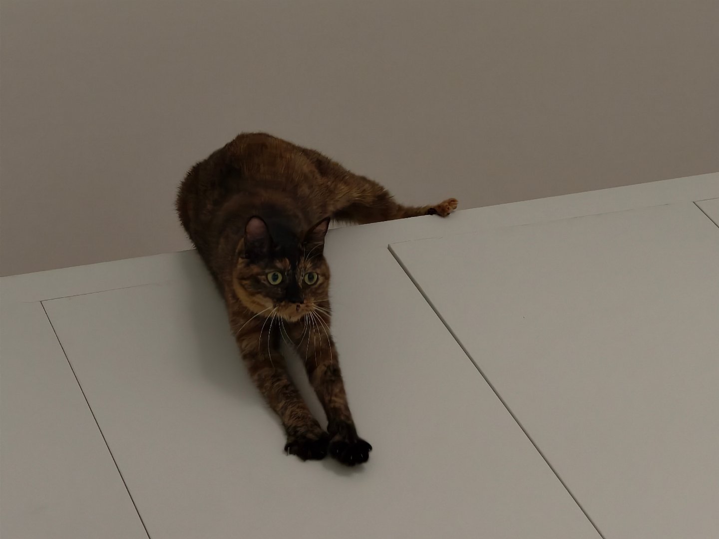 被猫杀死的概率绝不为零，这要落在我身上，肋骨都得断两根[笑cry] ​​​