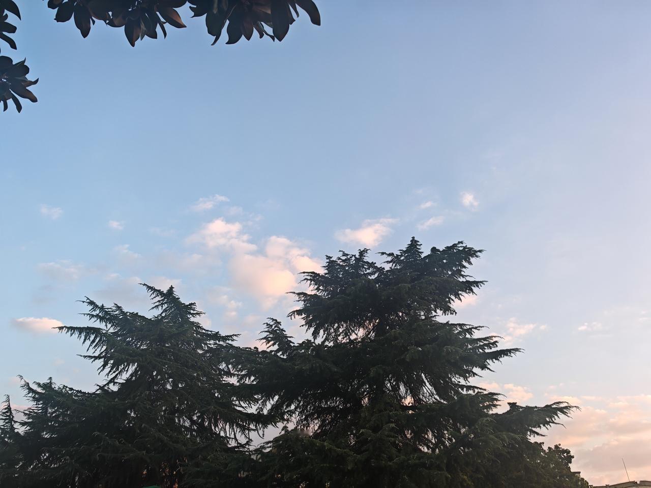 上周绕着家附近的老巷走，梧桐叶已经黄了大半，风一吹就飘下好几片，踩上去沙沙响。