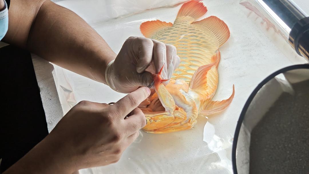 给鱼做“医美”！“95后”临沂小伙练就硬核修鱼绝技