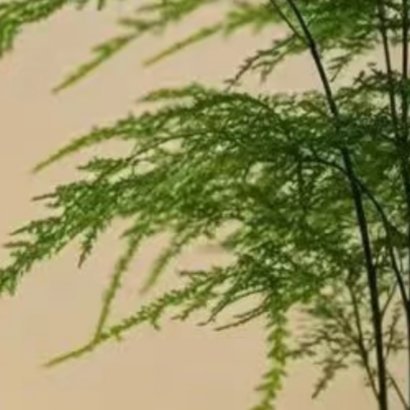 文竹种植方法：1. 光照柔和：文竹喜半阴环境，切忌烈日暴晒。适宜放在有明亮散射光