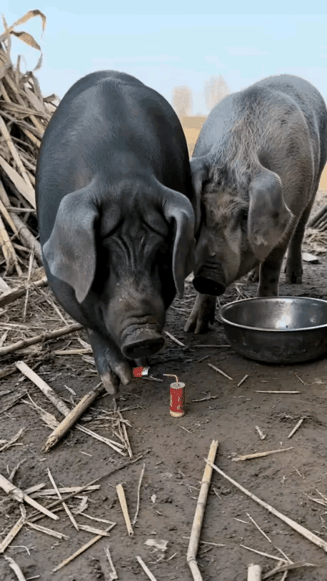 当它俩相视咧嘴一笑时，我知道自己上当了。
过年了，猪猪不知道从哪里弄来一个鞭炮，