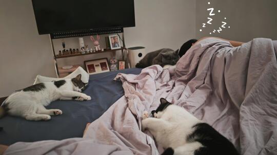 又幸福了🐱