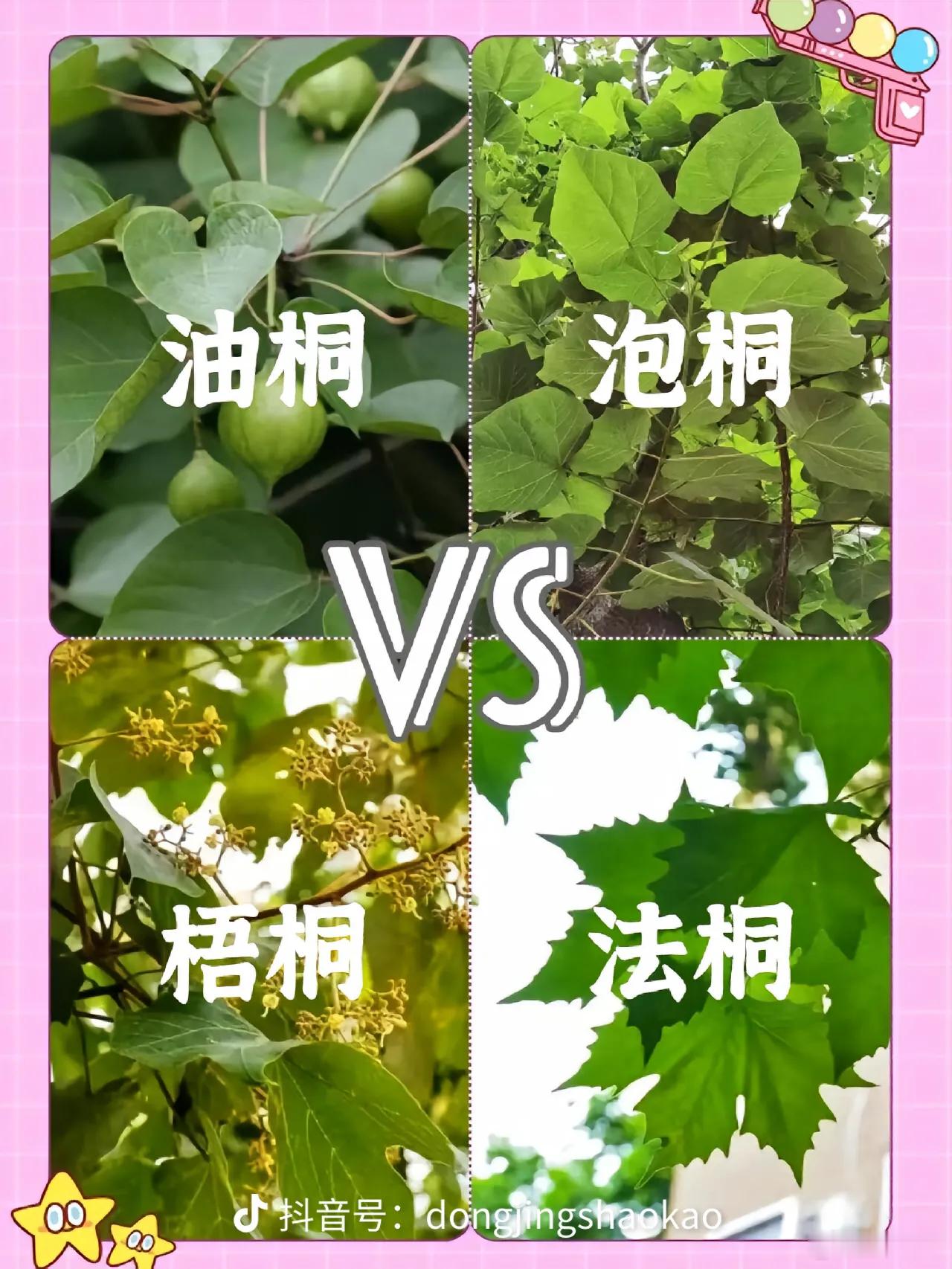 中国梧桐，又称青桐、碧梧、翠梧、中国梧桐、国桐、桐麻。早在商周时期《诗经》中便有