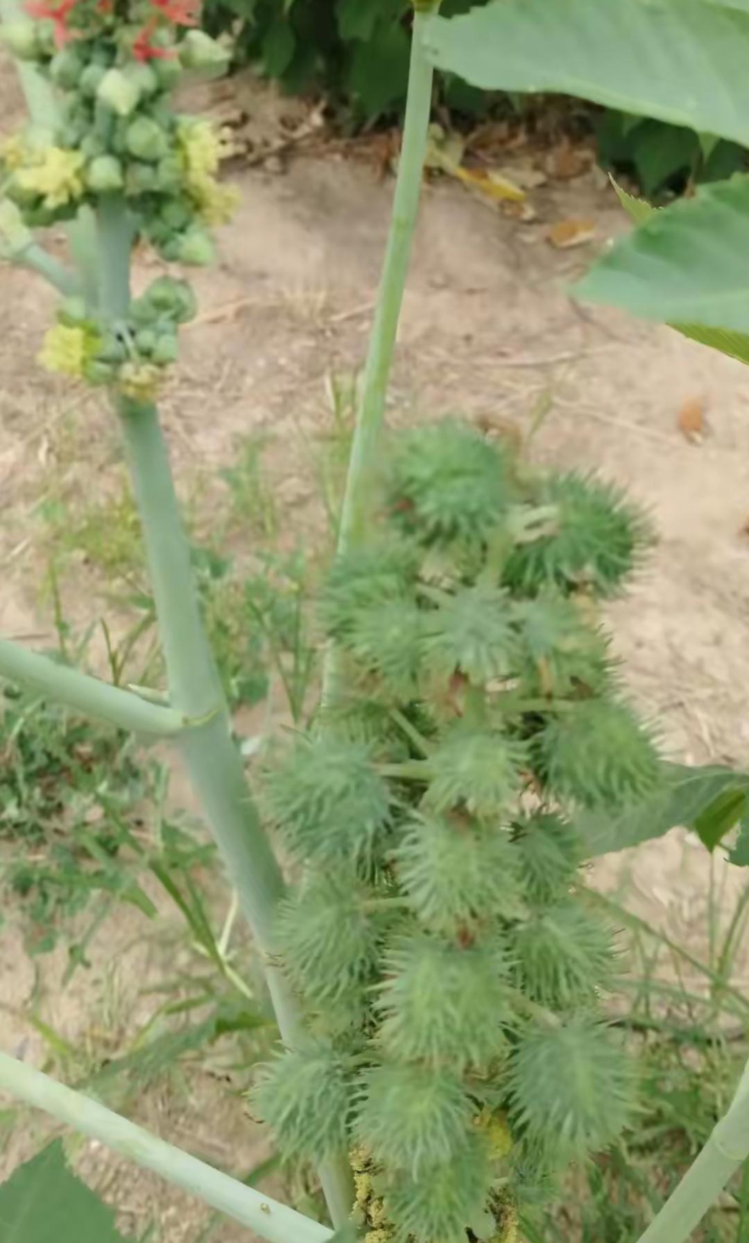 这植物长得好茂盛啊！小时候经常见，叫什么名字呢？[作揖][玫瑰]路边的宝藏植物