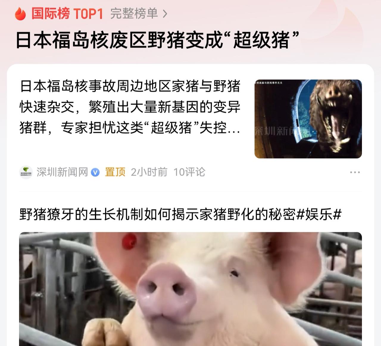 大快人心，停止向日本出口稀土要论持久战！高市早苗支持率降低，福岛野猪变“超级猪”