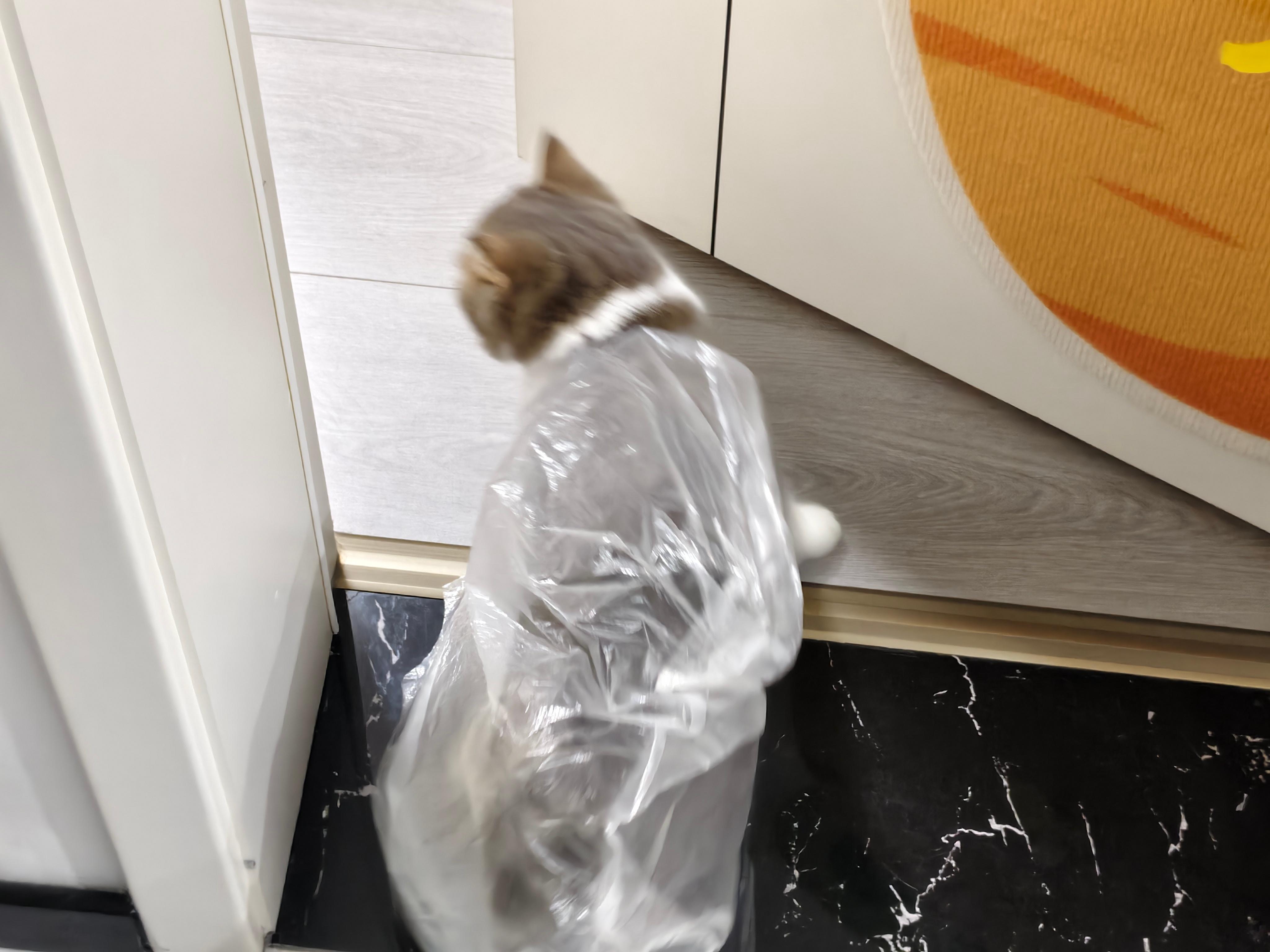 不明生物 