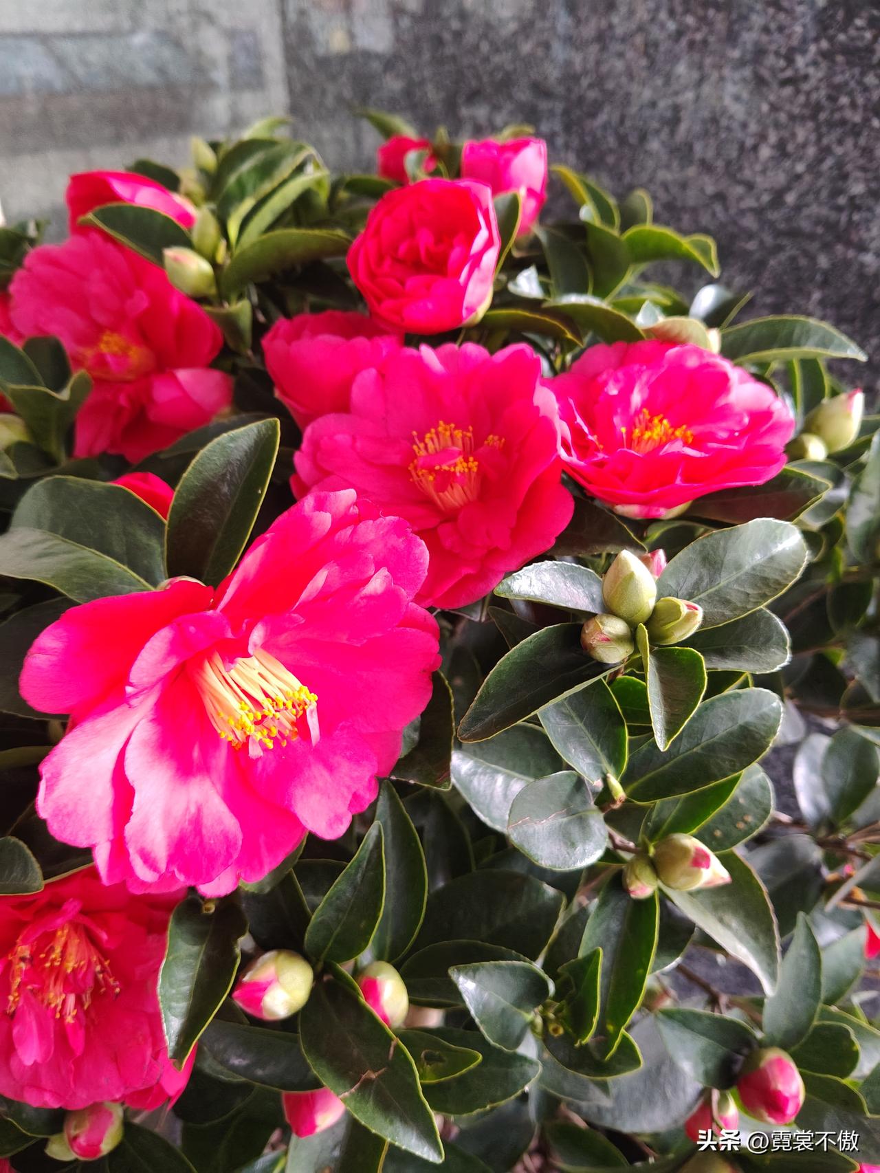 满树山茶满树艳
元宵佳节红翻天
全民欢悦龙狮舞
马年大吉都有钱