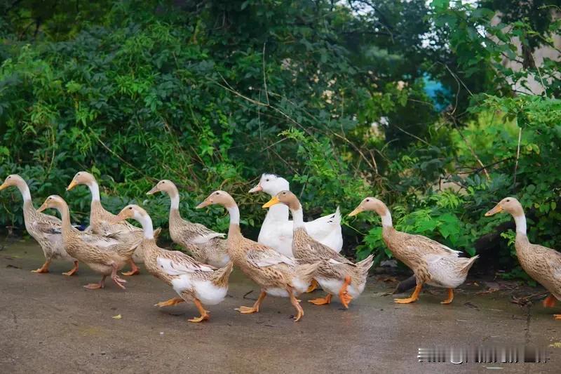 家是冬日绝佳的庇护所。小时候的家颇为宽敞，带个农家小院。现在的家，已经是父母是父
