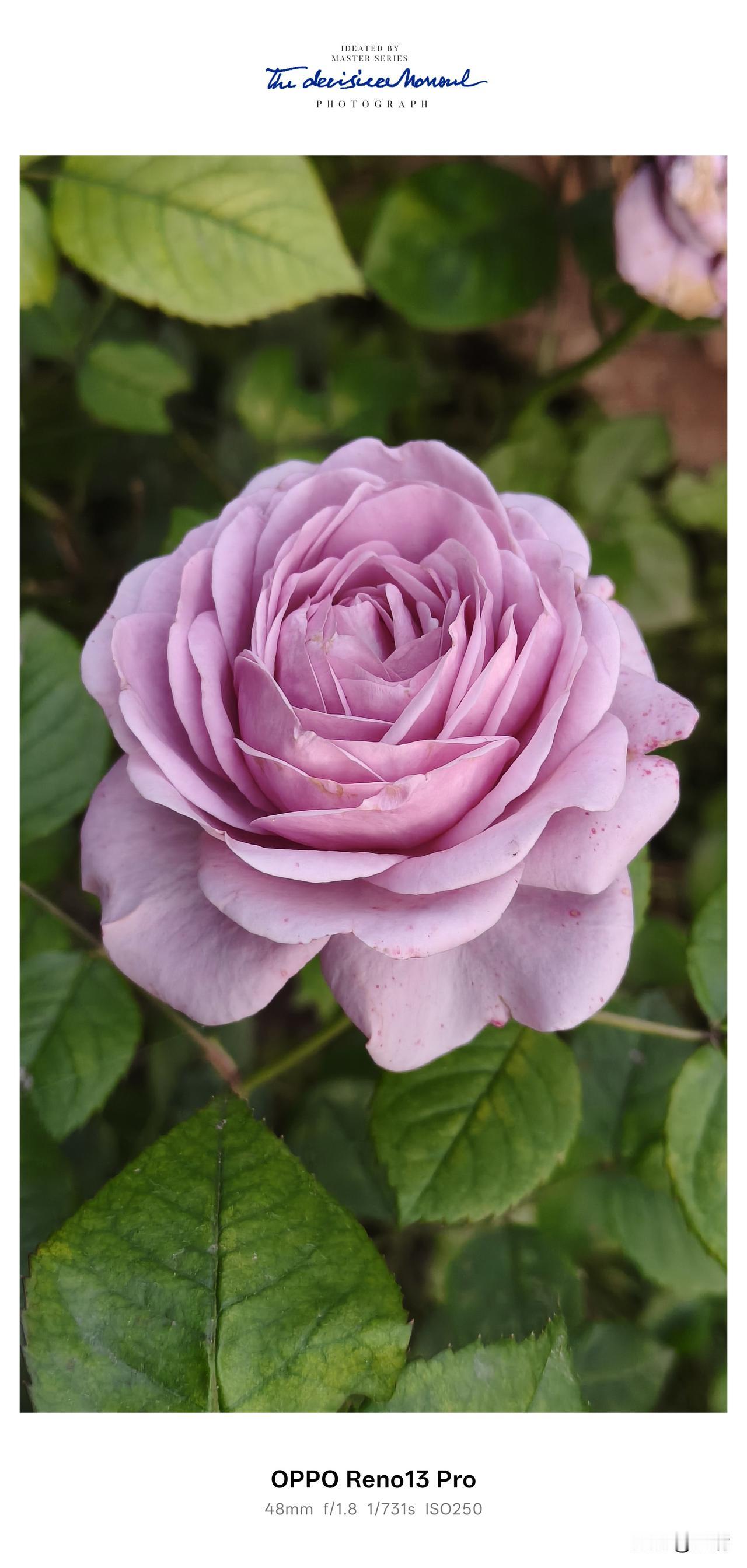 我的本地生活，没有奔波忙碌，没有喧嚣热闹，日子过得简单又清闲。[大笑][大笑][