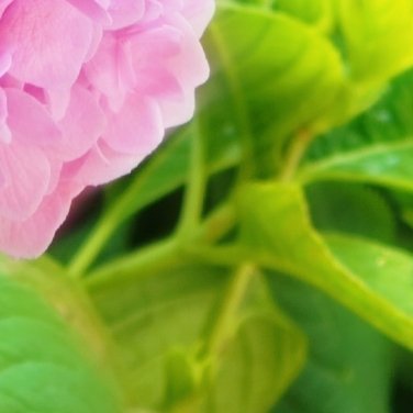 种植 种植文案 0000绣球花种植：1、土壤要求：绣球花喜欢酸性土壤，不耐瘠薄与
