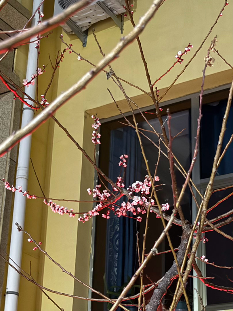 我爷爷种的杏树开花了，今年有很多的杏可以吃了 
