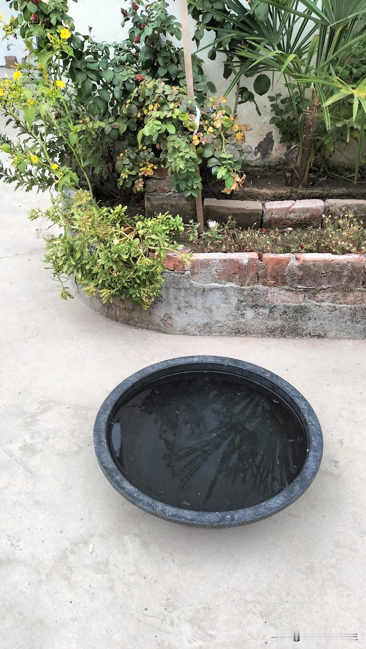前几天，最高温度31度，心想，可以把黑色塑料盆拿出来，弄满水，搁太阳下晒一天，大