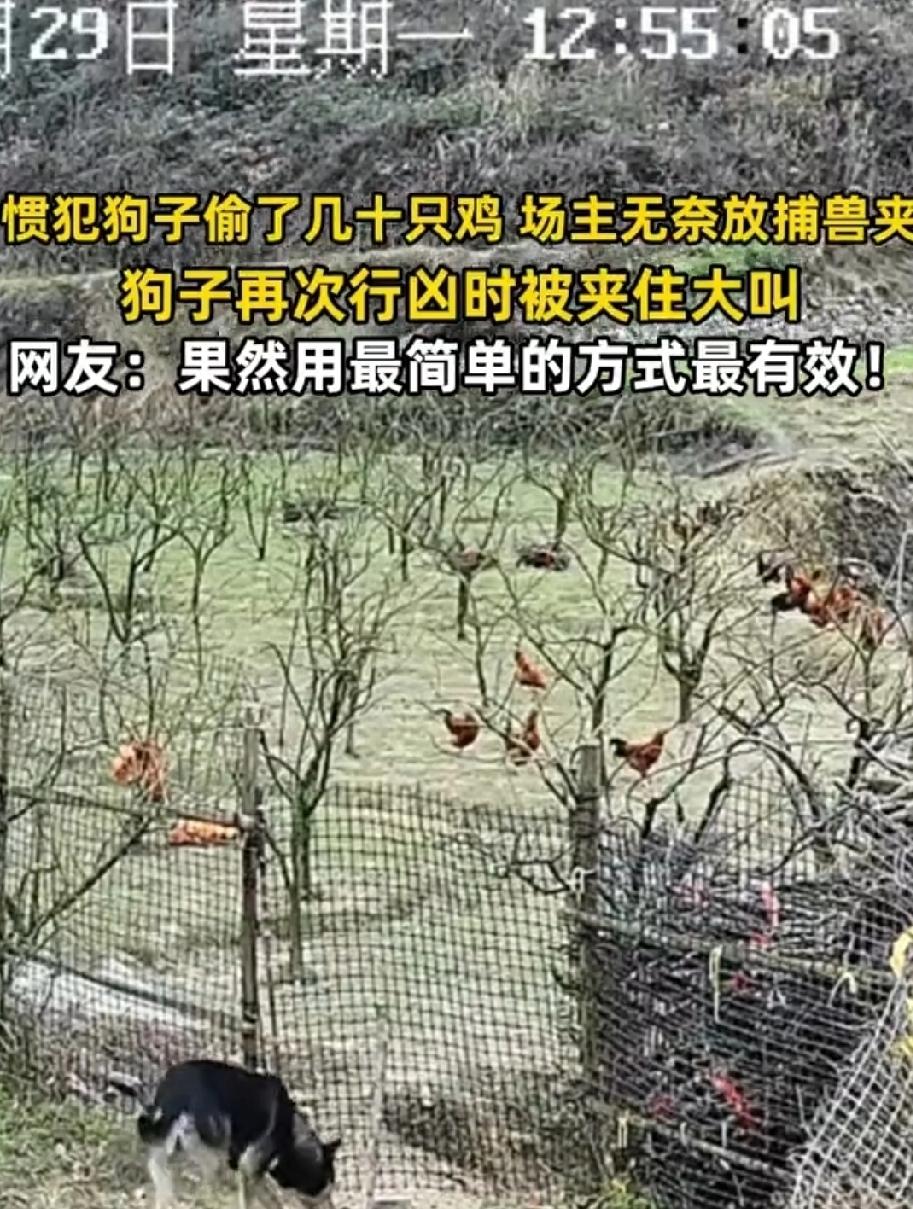 湖南一养鸡场，近日总是丢失鸡，已经失踪好几十只了。场主百思不得其解，检查围栏好好