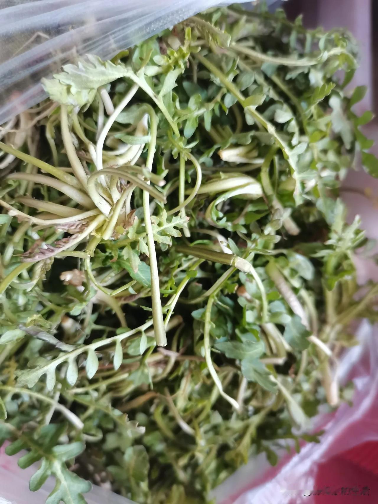 春天的感觉真好，又到了野菜上市的季节。
下班路过菜市场，看农村来的大姨卖的荠荠菜