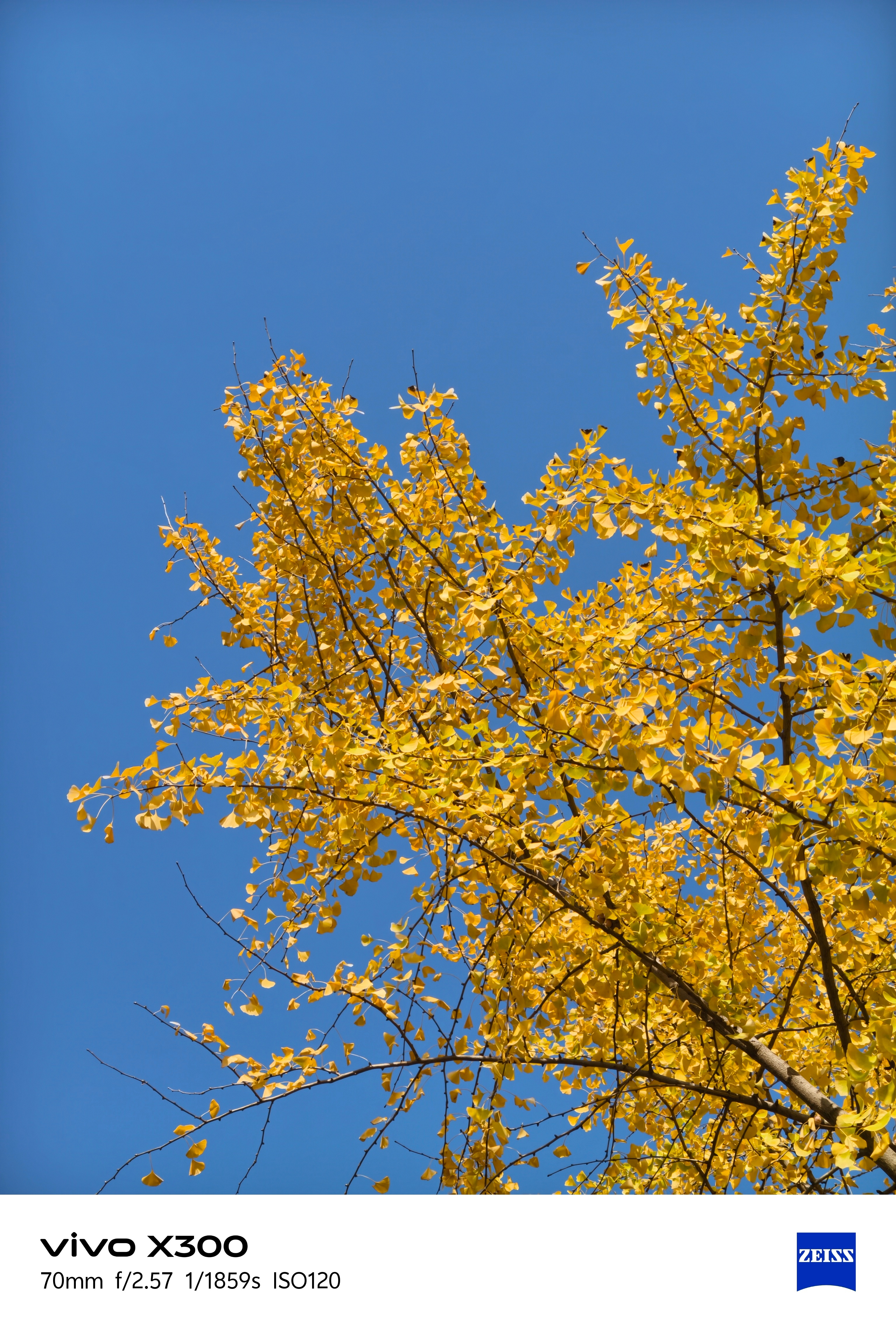 西安这几天的天气蛮不错，蓝天背景下的秋叶更好看了，vivo X300这个画质足够