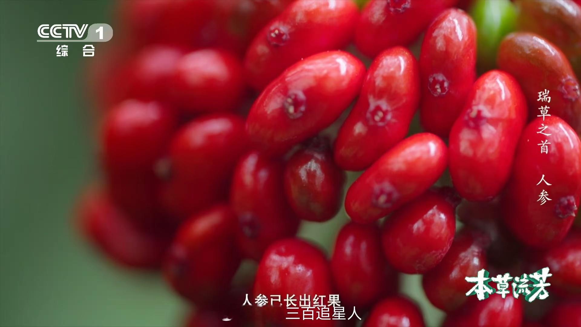花栗鼠用腮帮子偷走人参红果  花栗鼠知道自己在种人参吗 不得不说花栗鼠真的太可爱