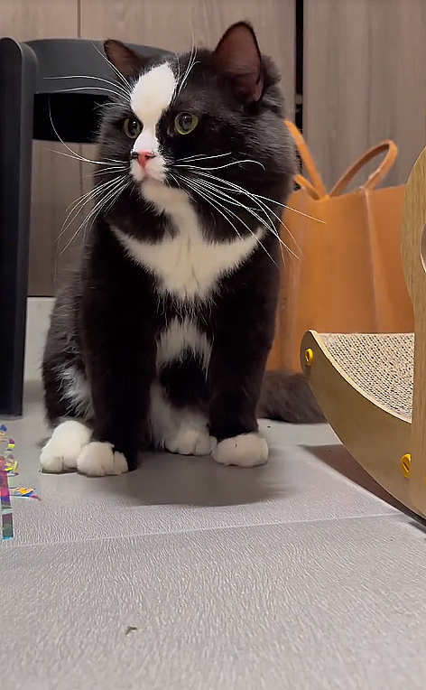 就是那种，一眼就知道是富二代的那种猫[笑哭]从胎里就带着膘出生的那种[呲牙]这大